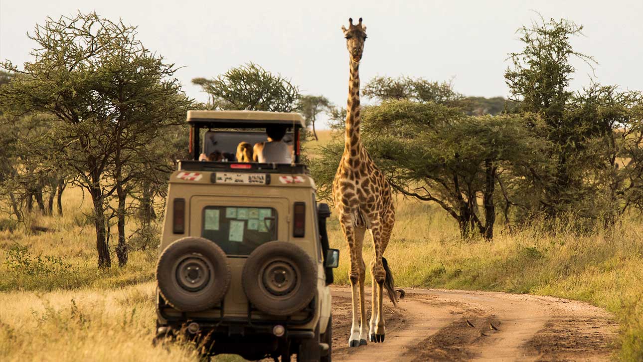 Discovering the Serengeti National Park