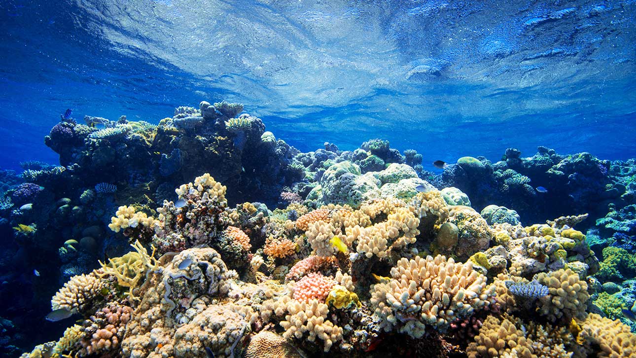  Diving into the Depths: Exploring Australia's Great Barrier Reef