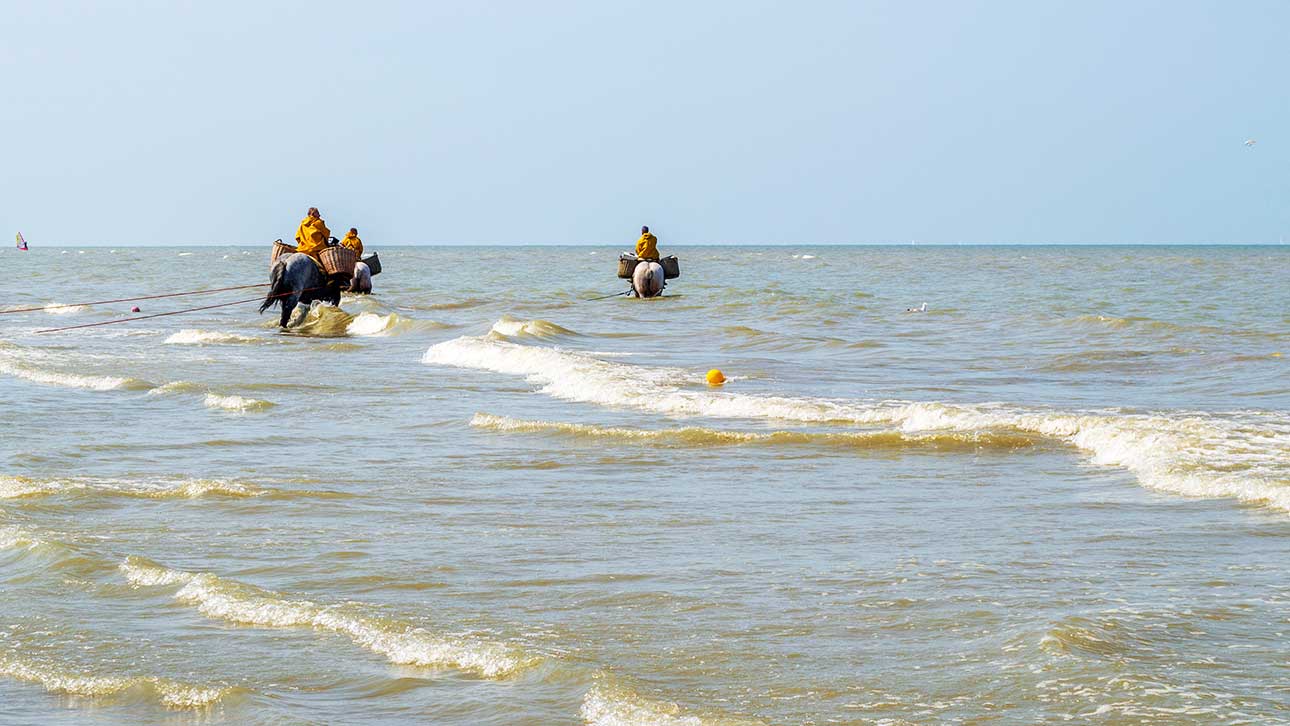 Experience Shrimp Fishing on Horseback in Oostduinkerke, Belgium