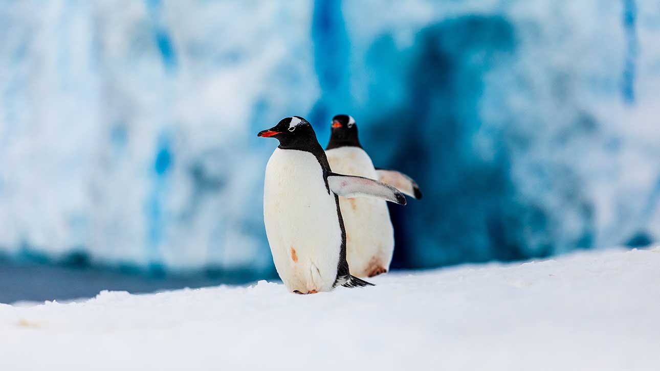 Exploring the Untouched Beauty of Antarctica