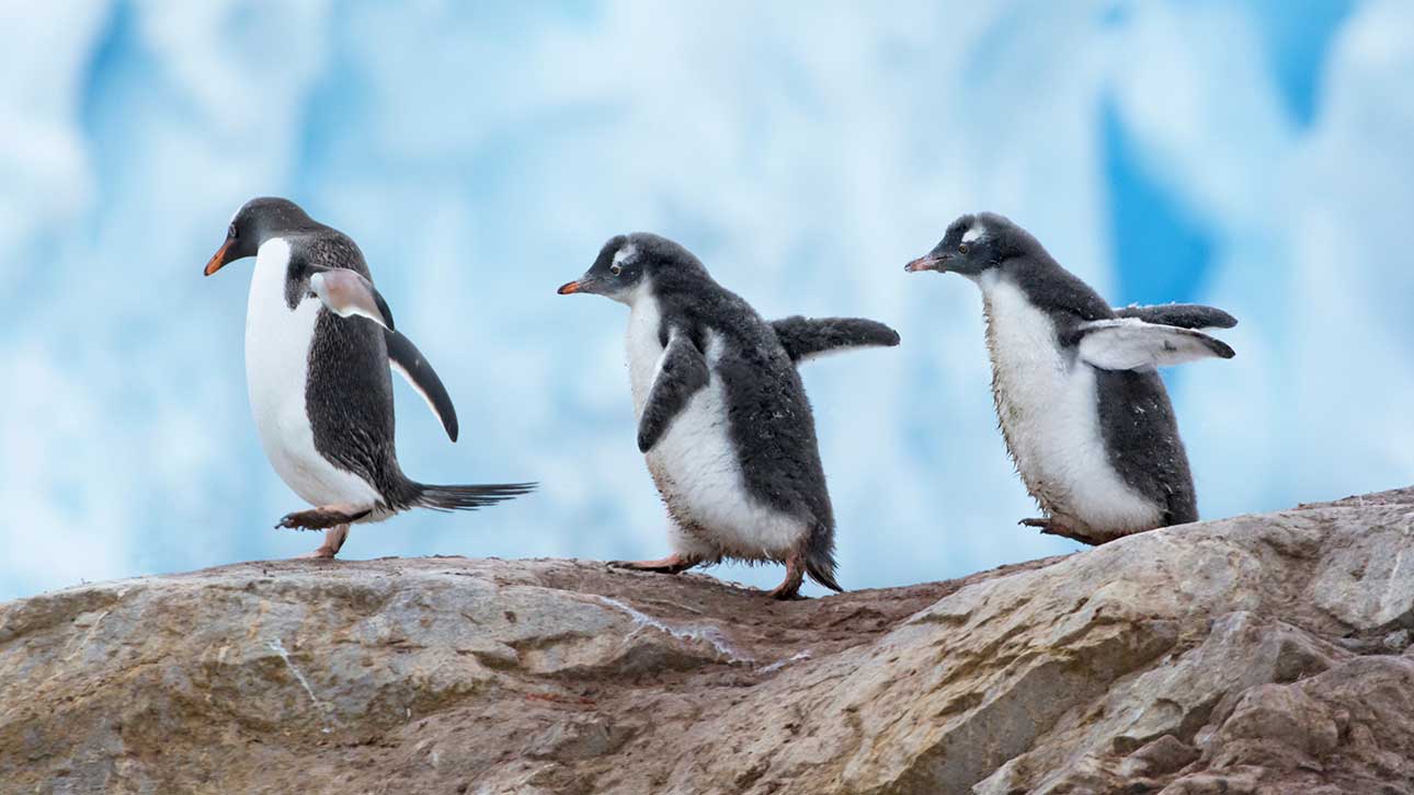 Why don't polar bears eat penguins?