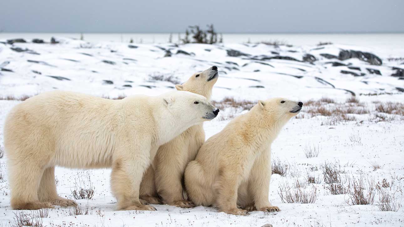 Winter Wildlife Adventures: Where to See Animals in Their Natural Habitat